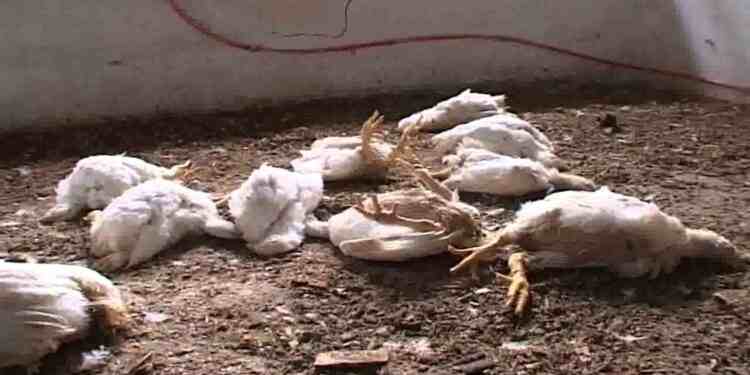 Grippe aviaire à Parakou : La direction départementale de l’agriculture dément et apporte des clarifications