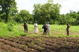 Bénin : Les raisons de la création de la Société béninoise de Développement des Semences végétales et Plants