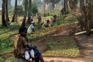 FAO : l’Afrique en proie à l’insécurité alimentaire chronique