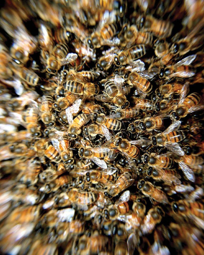 Editorial : Vindicte d’abeilles