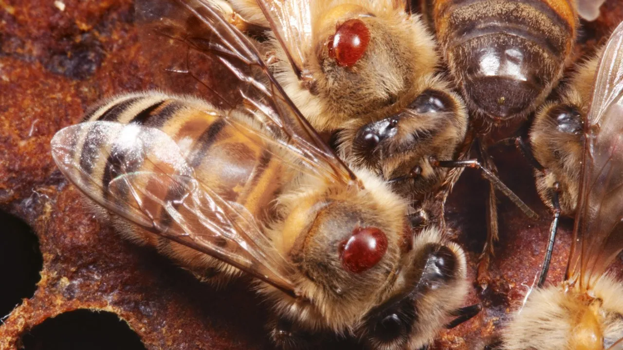 Des abeilles sèment la terreur dans un village de Lalo , le cri de détresse de la population
