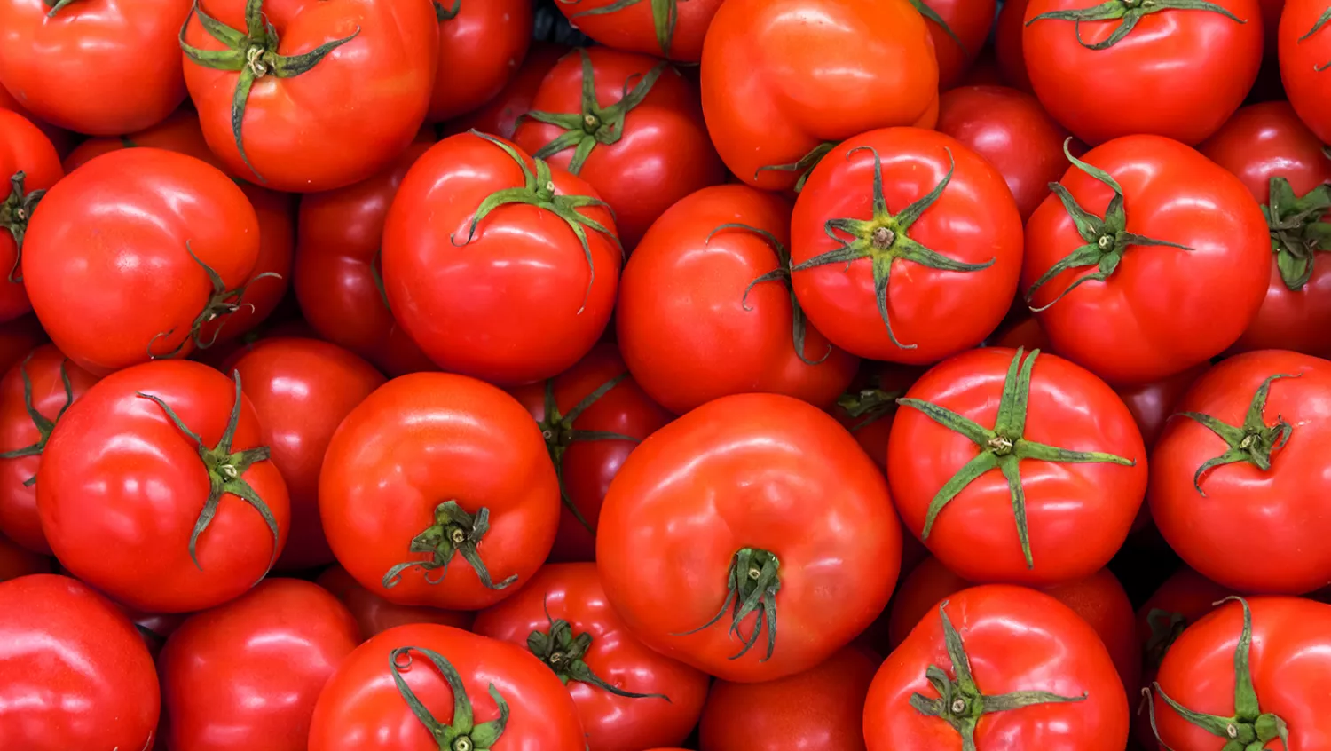 Campagne de tomate 2024 : Les producteurs déboussolés face à la mévente