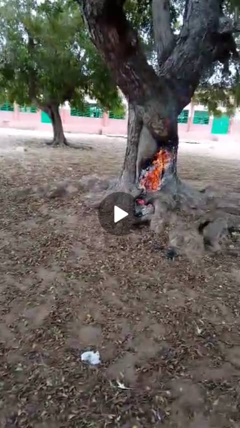 Bénin-Grand Popo: Un arbre vert prend feu
