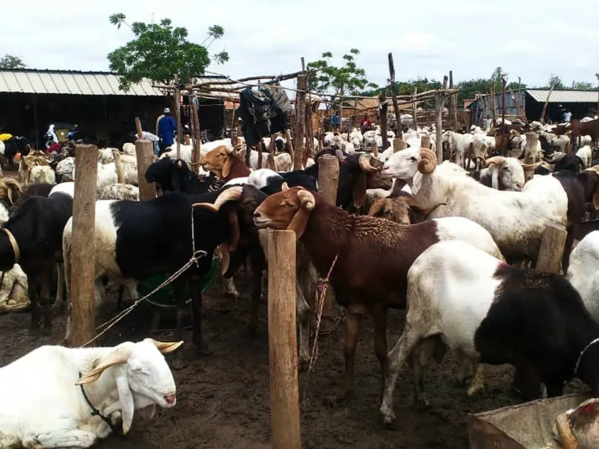Autosuffisance en viande au Bénin : Le gouvernement crée une agence de développement de l’élevage des ruminants