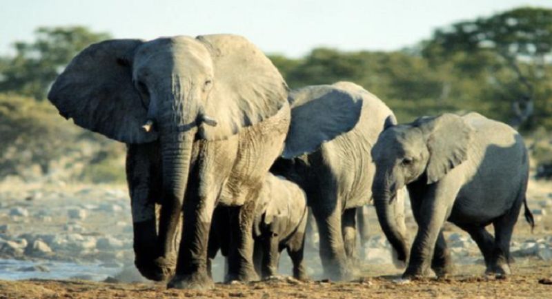 Panique dans la commune de Djougou : Trois éléphants sèment la frayeur à Founga 2