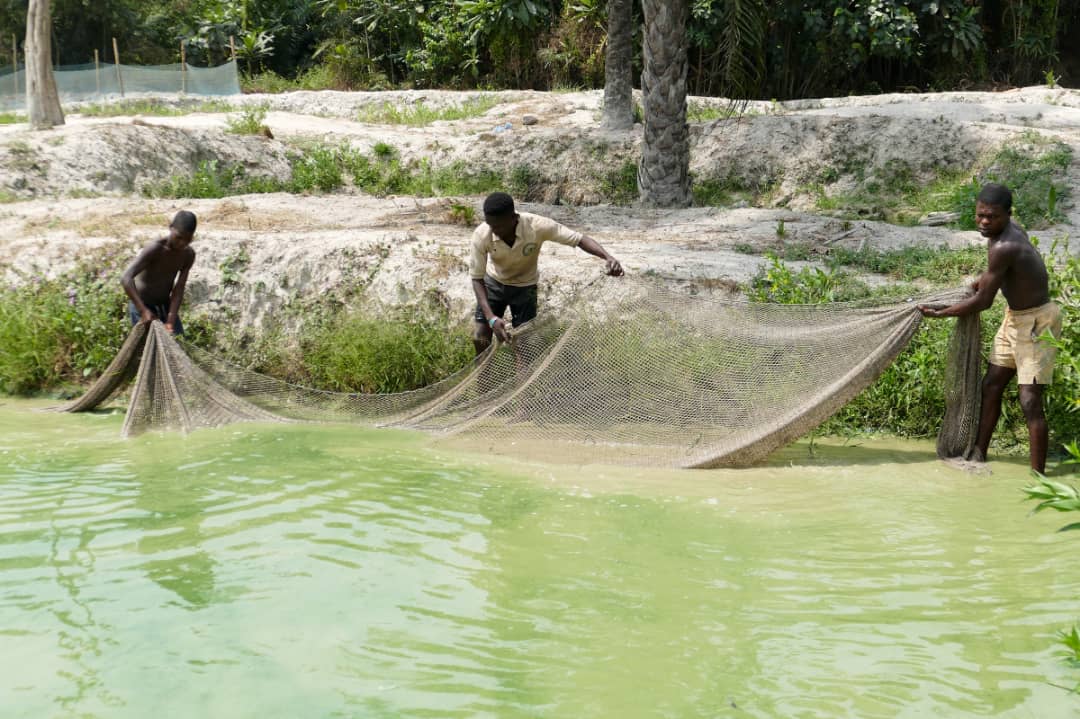 PADEP-Bénin :UN appui de l’AFD pour renforcer la pisciculture familiale durable