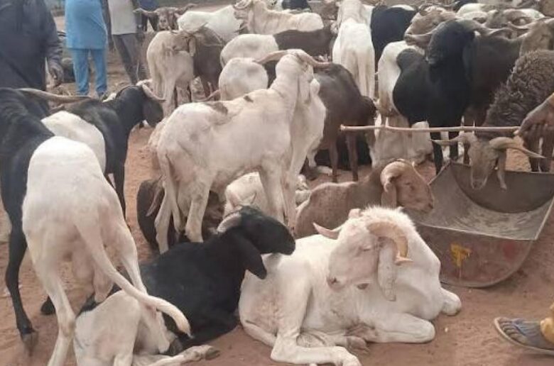 Burkina Faso : Le gouvernement suspend l’exportation de bétail