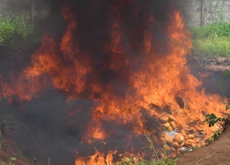 Lutte contre la criminalité : L’ANRACS détruit des tonnes de stupéfiants