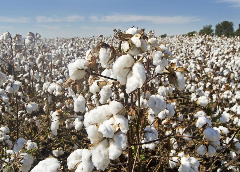 Recherche scientifique à l'UM6P : Les microalgues : une solution pour une culture biologique et durable du coton