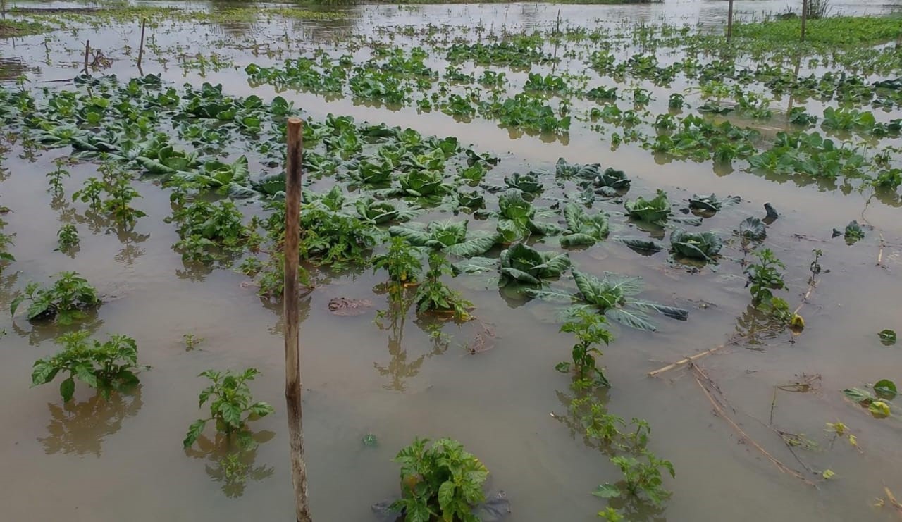 Fortes pluies diluviennes à Sèmè-Podji : Des hectares de cultures sous l'eau