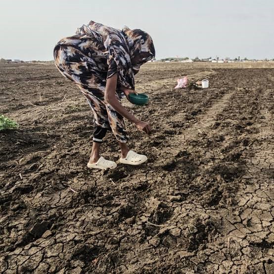 Soudan : les agriculteurs pris entre guerre et sécheresse