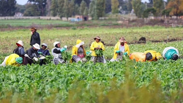Afrique du Sud : les entreprises confrontées à des pénuries de main-d’œuvre après le départ de milliers de migrants