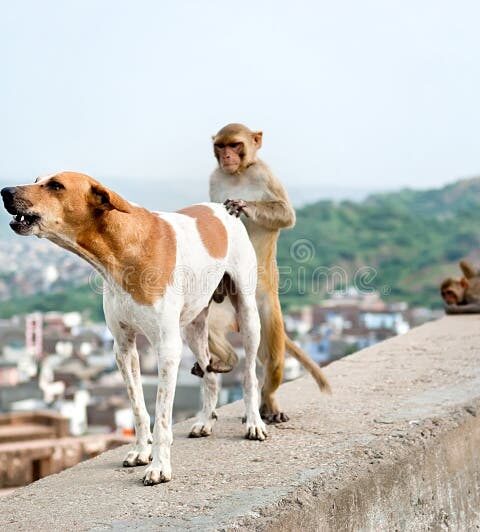 Lutte contre la rage au Bénin : Chiens, chats et singes appelés à la vaccination
