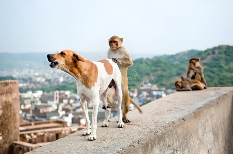 Lutte contre la rage au Bénin : Chiens, chats et singes appelés à la vaccination