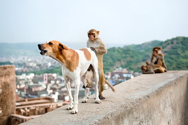 Lutte contre la rage au Bénin : Chiens, chats et singes appelés à la vaccination