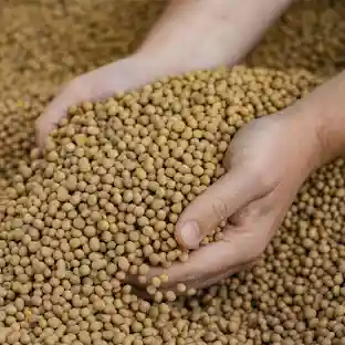 Exportation du Soja brut : Le gouvernement maintient l’interdiction